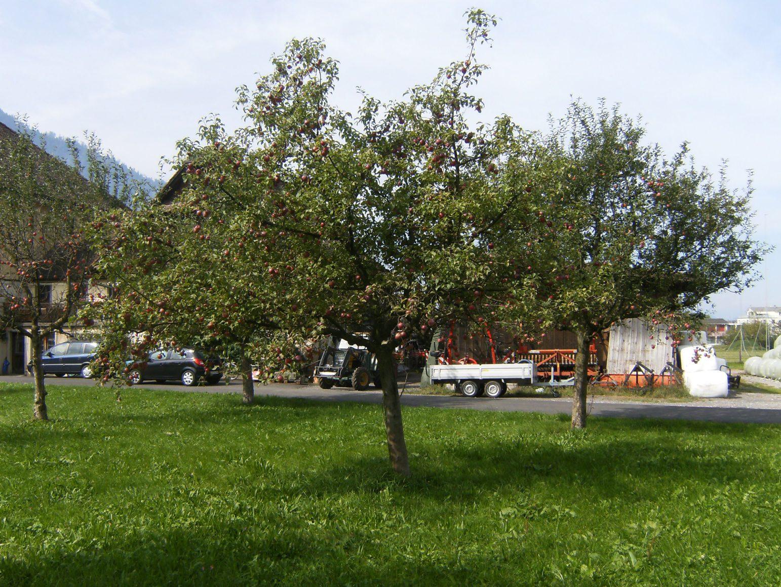 Apple-tree