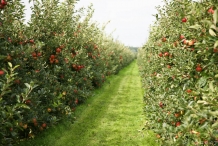 Apple-farm