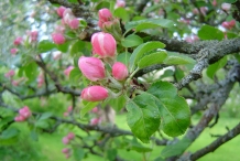 Apple-flower-bud