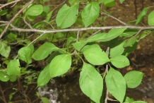 Apple-leaves