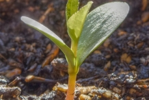Apple-seedlings