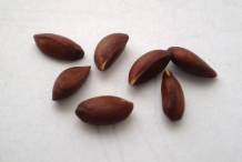 Apple-seeds