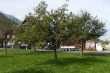 Apple-tree