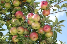 Apples-in-the-tree