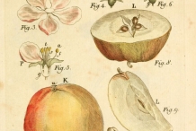 Illustration-of-Apple