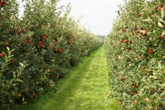 Apple-farm