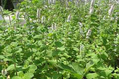 Apple-Mint-plant-growing-wild