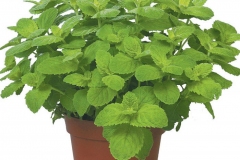 Apple-Mint-plant-grown-on-the-pot