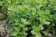 Apple-Mint-plant