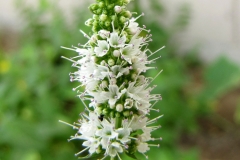 Flowers-of-Apple-mint-plant