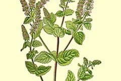 Plant-illustration-of-Apple-Mint