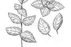 Sketch-of-Apple-Mint