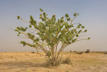 Apple-of-Sodom--Plant-growing-wild