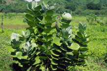 Apple-of-Sodom--Plant