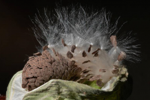 Dehisced-seedpod-releasing-seeds