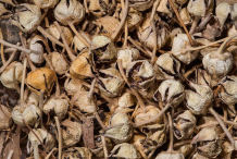 Dried-Flower-of-Apple-of-Sodom