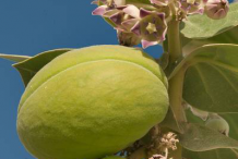 Flower-&-Fruit-of-Apple-of-Sodom