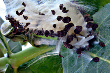 Fruit-and-seeds-of-Apple-of-Sodom