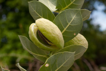 Fruit-displaying-seed-in-Apple-of-Sodom-plant
