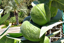 Fruits-of-Apple-of-Sodom
