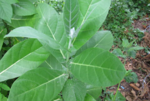 Leaves-of-Apple-of-Sodom