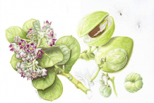Plant-Illustration-of-Apple-of-Sodom