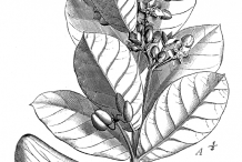 Plant-Sketch-of-Apple-of-Sodom
