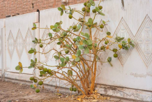 Sodom-Apple-on-the-plant