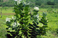 Apple-of-Sodom--Plant