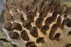 Seeds-of-Apple-of-Sodom