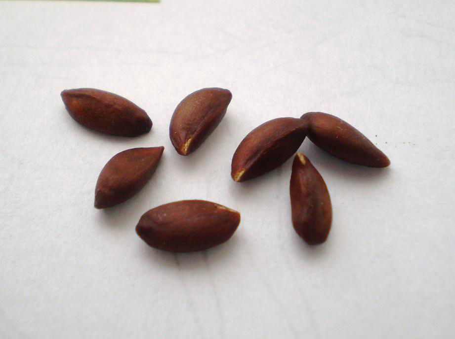 Apples nutrition facts and health benefits HB times