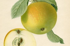 Illustration-of-Apple-plant