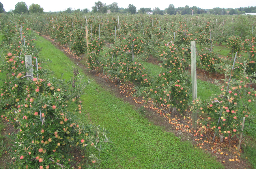 Apricot-farm
