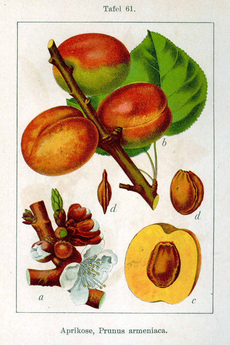 Illustration-of-Apricot
