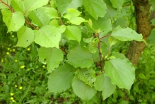 Apricot-leaves