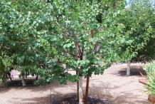 Apricot-tree