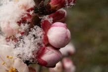 Flower-bud-of-Apricot