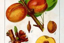 Illustration-of-Apricot