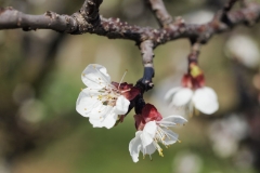 Apricot-flower