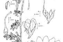 Sketch-of-Aquatic-Rotula