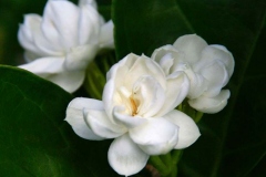 Arabian-Jasmine-flower