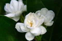 Arabian-Jasmine-flower