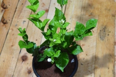Arabian-Jasmine-plant