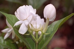 Flowering-buds-of-Arabian-Jasmine