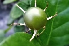 Immature-fruit-of-Arabian-Jasmine