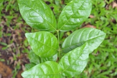Leaves-of-Arabian-Jasmine