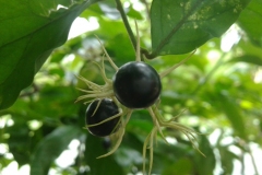 Mature-Fruits-opf-Arabian-Jasmine