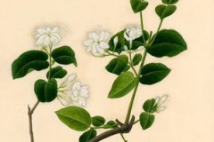 Plant-Illustration-of-Arabian-Jasmine