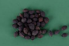Seeds-of-Arabian-Jasmine