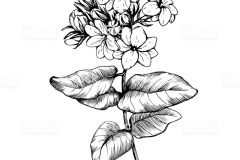 Sketch-of-Arabian-Jasmine